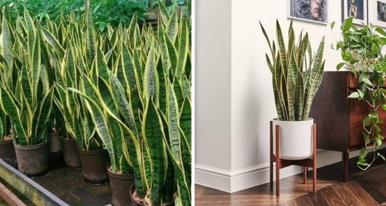 ‘Snake Plant’  Pokok Viral, Kurangkan Habuk Dalam Rumah