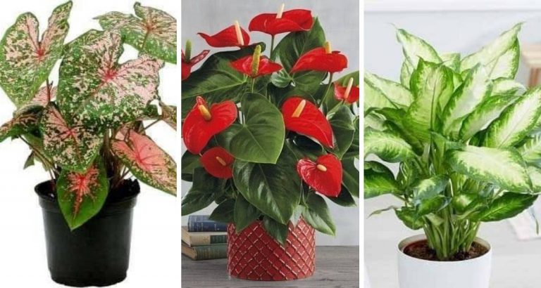 Cantik Dalam Rumah, Rupanya Jangan Letak Pokok Ini Sebab Beracun Dan Bahaya