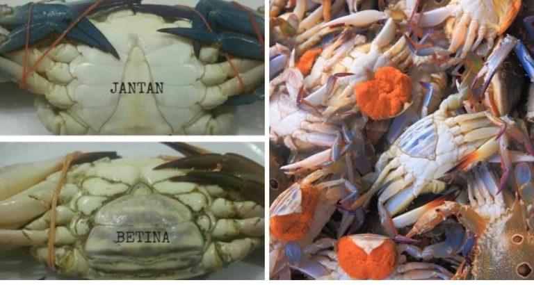 Suri Rumah Perlu Tahu Cara Pilih Ketam Banyak Isi Dan Manis