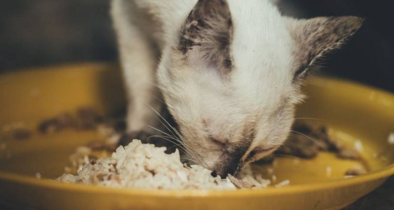 Kalau Suami Jauh, Belalah Kucing Sebagai Teman, Tapi Elak Beri Nasi Kepada Si Comel