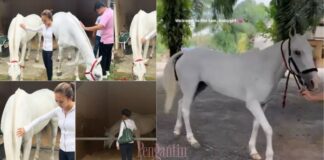 Intan Najuwa dapat kuda